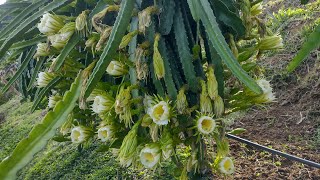 Muitas variedades de pitaya com botão floral e florindoveja como está o pitayal [upl. by Sirehc]