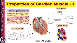 Properties of cardiac muscle Part 1 [upl. by Tebor]