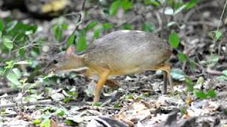 Lesser Chevrotain [upl. by Hayidan400]