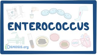 Enterococcus causes symptoms diagnosis treatment pathology [upl. by Akins]