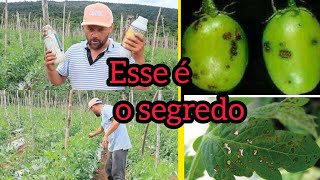 Esse é o segredo das  FUNGICIDAS  que ninguém te ensina [upl. by Connett857]