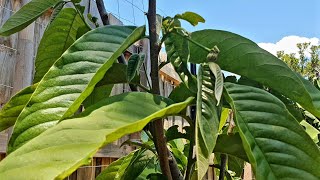 Rollinia Tree Flowering In Melbourne After 12 Months Inground [upl. by Kobe770]