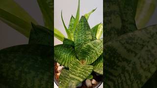 Sansevieria Snake plant  Lucky home plant💰 💸  Indoor Plants 🐍 garden snakeplant plant Indoor [upl. by Conchita]