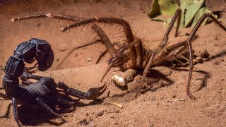 CAMEL SPIDER  SOLIFUGAE ─ Aggressive Arachnid Predator of the Desert [upl. by Ocnarfnaig]