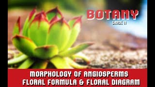 Morphology Of Angiosperms  Floral Formula amp Floral Diagram  Features Of RootStemLeaf  Section 6 [upl. by Daryle]