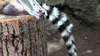 Zoo View Ringtailed Lemur  Cincinnati Zoo [upl. by Kila885]