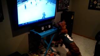 Sports loving dog watching Wild hockey [upl. by Ogg809]