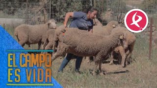 Llega la época de bicheras en las ovejas y Chabeli cuenta como curarlas  El campo es vida [upl. by Atoiganap]