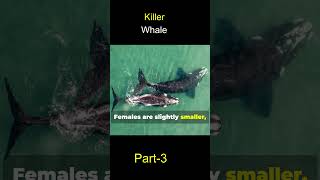 Diving Deep with Orcas Your Ultimate Killer Whale Guide OrcaGuide KillerWhales Wildlife [upl. by Samanthia458]