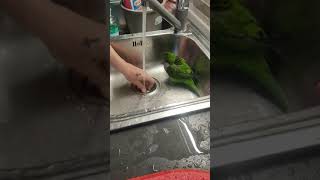 Parrot persistently plays in sink while owner washes utensils in Taranto Italy [upl. by Murial726]