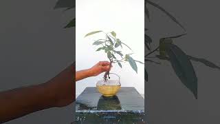 bonsai 🌳🪴bonsai art artwork grow [upl. by Eilojne]