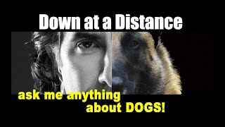 Down at a Distance  Dog Training  ask me anything [upl. by Riggall]