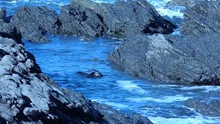 Seals on the Kaikoura Coast New Zealand [upl. by Briscoe]