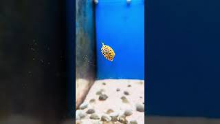 Yellow Boxfish boxfish cowfish reef life coral love fish reefkeeping saltwateraquariumcute [upl. by Bucky191]