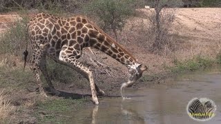 Giraffe Drinking Water Up Close [upl. by Bose]