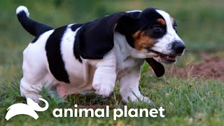 Basset Hound Puppies Play Hide and Seek With a Hamster  Too Cute  Animal Planet [upl. by Amyas]