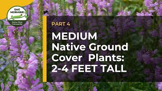 MEDIUM Native Ground Cover Plants 24 feet tall to Suppress Weeds [upl. by Konikow74]