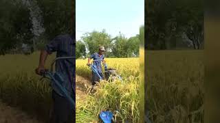 agricultureformal lifeDhan cutting machine [upl. by Ahsikyt]