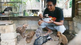 Ini Makanan Musang Rase Otter Musang Pandan Supaya Gemuk Jitot dan Bonding [upl. by Llenet]