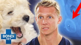 The Amazing True Story of a Dog Who Swallowed a Pacifier and Survived 😱 Bondi Vet Clips  Bondi Vet [upl. by Keeler]