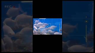 Fish Aquarium  Fish  ytshorts shortvideo shorts viralvideo [upl. by Festatus]