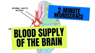 2Minute Neuroscience Blood Supply of the Brain [upl. by Auhesoj975]