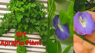 DIY round trail for Aprajita plant ll Osm way to grow Aprajita plant [upl. by Merrile]