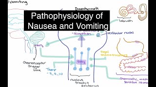 Pathophysiology of Nausea and Vomiting [upl. by Bellina849]