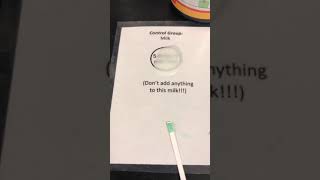 Lactase Enzyme Lactaid Dairy Relief Lab Part 2 [upl. by Nessi]