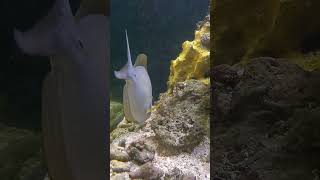 aquarium fish tangfish surgeonfish ikan fyp shorts subscribe [upl. by Ainavi]