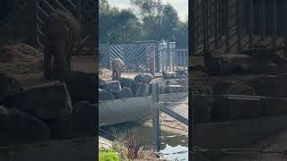 Asian elephants at Blackpool Zoo [upl. by Esidnak]