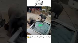 indeed allhas help is near elephant 😱 shortvideo islamicvideo trending shortfeed [upl. by Rambort918]