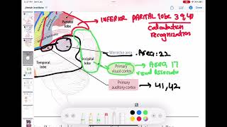 cerebral cortex anatomy and function neurology 37  First Aid USMLE Step 1 in UrduHindi [upl. by Laurance452]