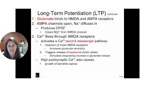 Long term Potentiation [upl. by Roseline]