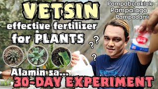 THE TRUTH VETSIN EFFECTIVE FERTILIZER FOR PLANTS  30DAY EXPERIMENT [upl. by Inalaehon]