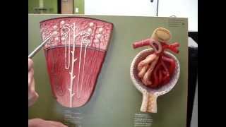 Renal Blood Flow 2 [upl. by Madian]