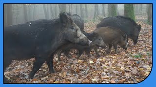 Wildschweine amp gut gelaunte Rehe vor der Wildkamera [upl. by Iraj534]