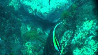 Moorish Idols Zanclus cornutus [upl. by Beverley]