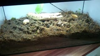 Ameisenfarm 15  Terrarium [upl. by Frantz]