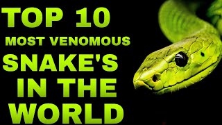 Top 10 Most Venomous Snake in the World [upl. by Ayoras]