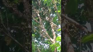 Lanzones Fruit bearing tree everyone fruit members follower [upl. by Aihsaei]