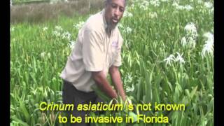 Swamp Lilywmv [upl. by Gebler806]