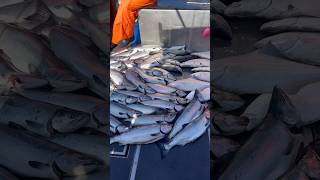 Piles of smiles cohosalmon fishalaska sitka alaskanfishing halibutfishing kingsalmon rockfish [upl. by Oigaib]