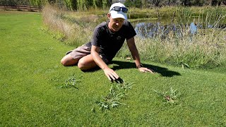 Grassy Weed Removal in My Lawn  Paspalum Couch and Crabgrass [upl. by Jacenta]