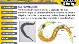 platelmintos e nematelmintos [upl. by Cain]