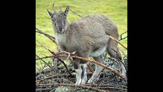 Markhor The wild goat 🐐 [upl. by Anileuqcaj]