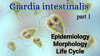 Giardia intestinalis Habitat Epidemiology Morphology Life Cycle  Giardia lamblia [upl. by Annahsit]