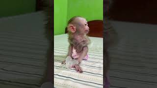 Cute Baby Monkey Home [upl. by Darum]