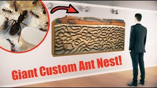 The Biggest Queen Ant Nest Move Ever Massive Meat Ant Colony Move [upl. by Amles945]