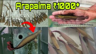 Arapaima cheapest price  Arapaima babies wholesale price and sale  monster fish sale in kerala [upl. by Bartko]